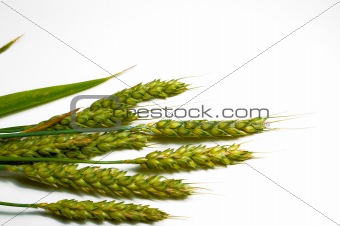 Winter Wheat