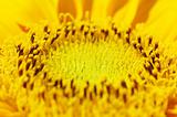 Macro Shot of Sunflower