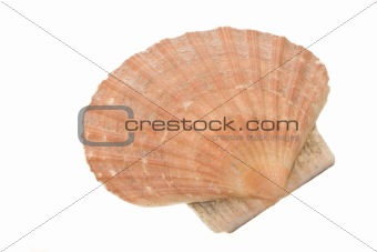 Clam shell