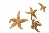 Four Dried Starfish