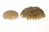 Two sea urchins