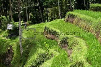 Cultivation of rice