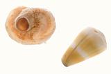 Two interesting shells