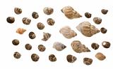 Various shells