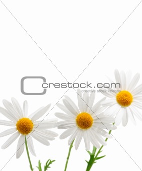 Daisies on white background