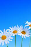 Daisy flowers on blue background