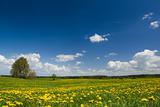 Spring landscape - dandelions fields and sunny weather.