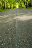 Road in the forest - focus on asphalt surface.
