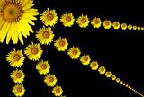 Solar flower. 
