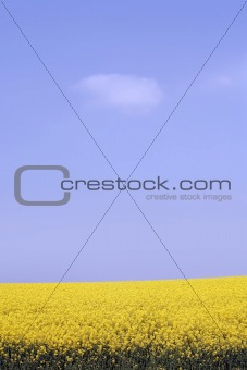 yellow field with oil seed rape in early spring