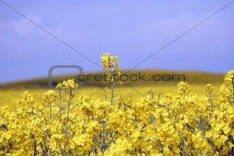 yellow field with oil seed rape in early spring