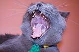 Cat - Yawning