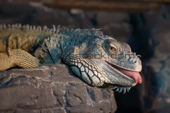 Iguana lying on a rock with its tongue out