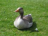 Duck posing in Hyde Park, London