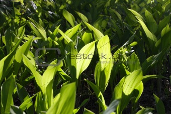 Young Green spring grass
