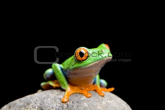 frog on a rock isolated on black