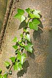 green ivy