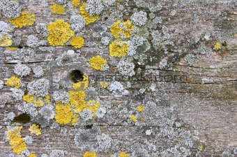 wood background with lichen