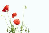 red poppies isolated over white