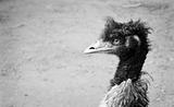 Emu stare