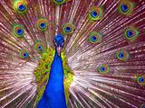 Peacock in Full Display