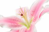 Beautiful lily isolated on white background