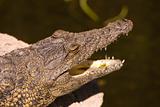Head of an Alligator (Alligator Mississippiensis)