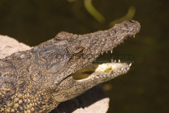 Head of an Alligator (Alligator Mississippiensis)