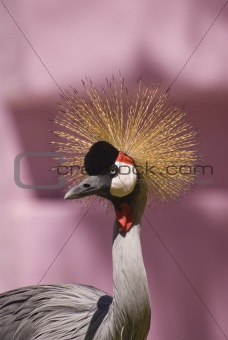 Grey Crowned Crane (Close-up)