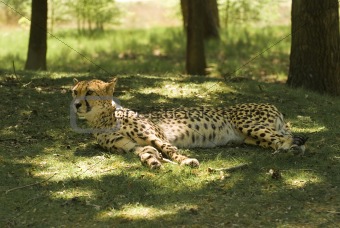 Resting Cheetah (Acinonyx Jubatus)