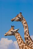 Two Rothschild Giraffes (Giraffa Camelopardalis Rothschildi)