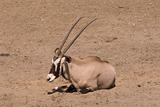 Gemsbok (Oryx Gazella)