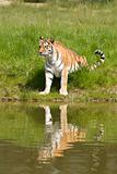 Siberian Tiger (Panthera Tigris Altaica) 