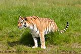 Siberian Tiger (Panthera Tigris Altaica) 