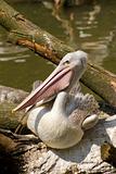 Pink-backed Pelican (Pelecanus Rufescens) 