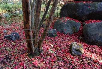 autumnal nature