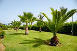 Palms in garden