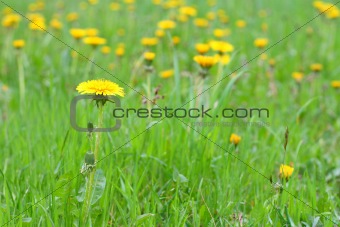 Spring grass and yellow flowers