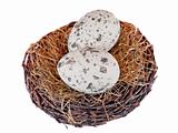 Motley eggs at bird's nest