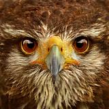 Hawk Close-Up