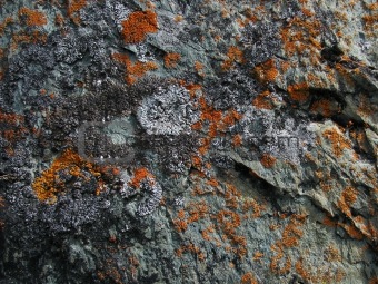mossy stone background