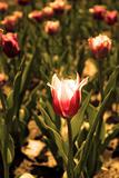 glowing tulip