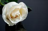 white rose on black 