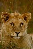 Young Male Lion Cub