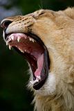 Lion Cub bearing its teeth