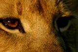 African Lion eyes