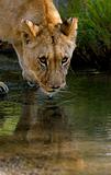 African Lion Cub Drinking