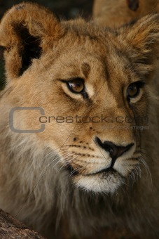 African Lion Cub