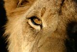 African Lion Eye