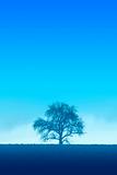 Blue Lonely Tree